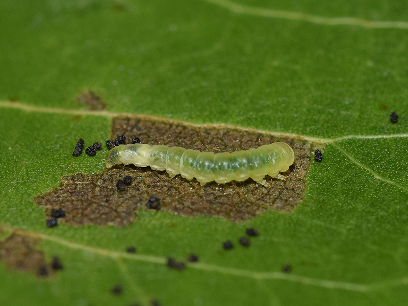 Caloptilia stigmatella -  Gracillariidae: larva, pupa, adulto